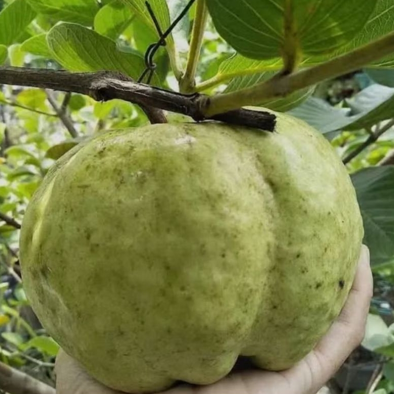 

Jambu Kristal Gread A Paket (1,5KG)