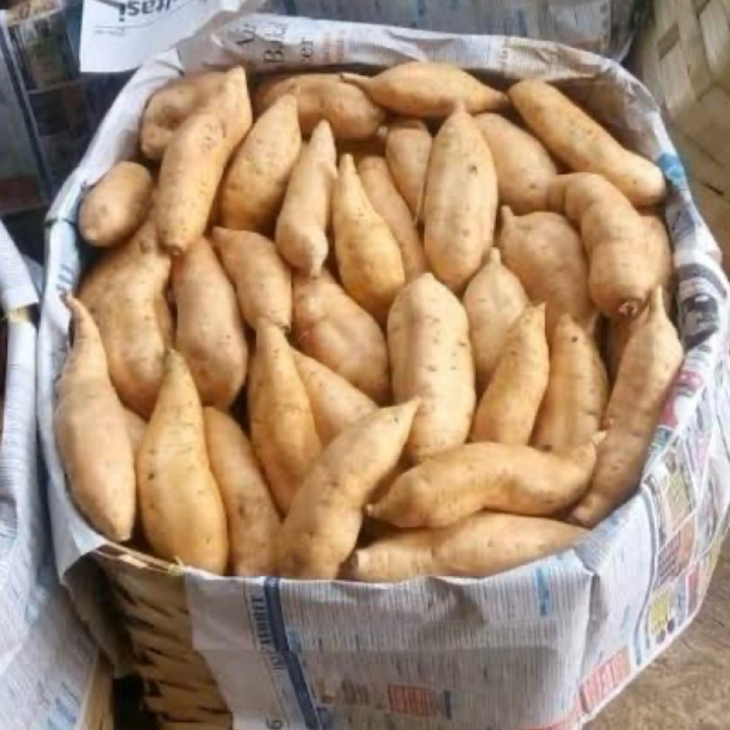 

UBI MADU CILEMBU SUPER MANIS ASLI PACET/TRAWAS MENTAH 500GRAM