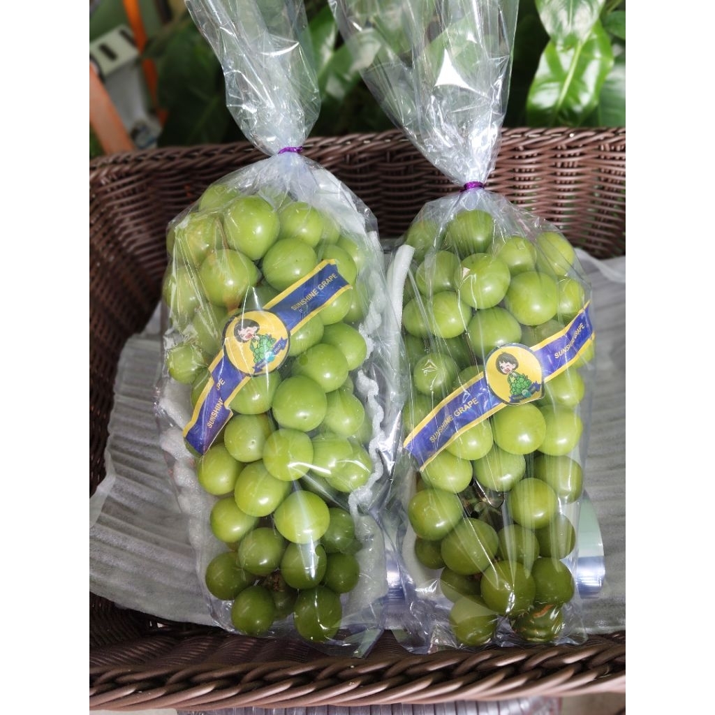 

Anggur Hijau Muskat Pocong