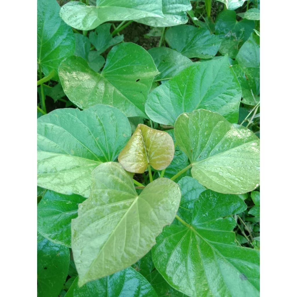 bibit stek ubi jalar ubi orange