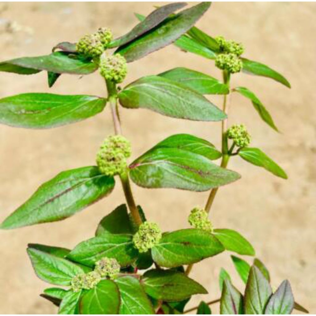 

patikan kebo 100gram