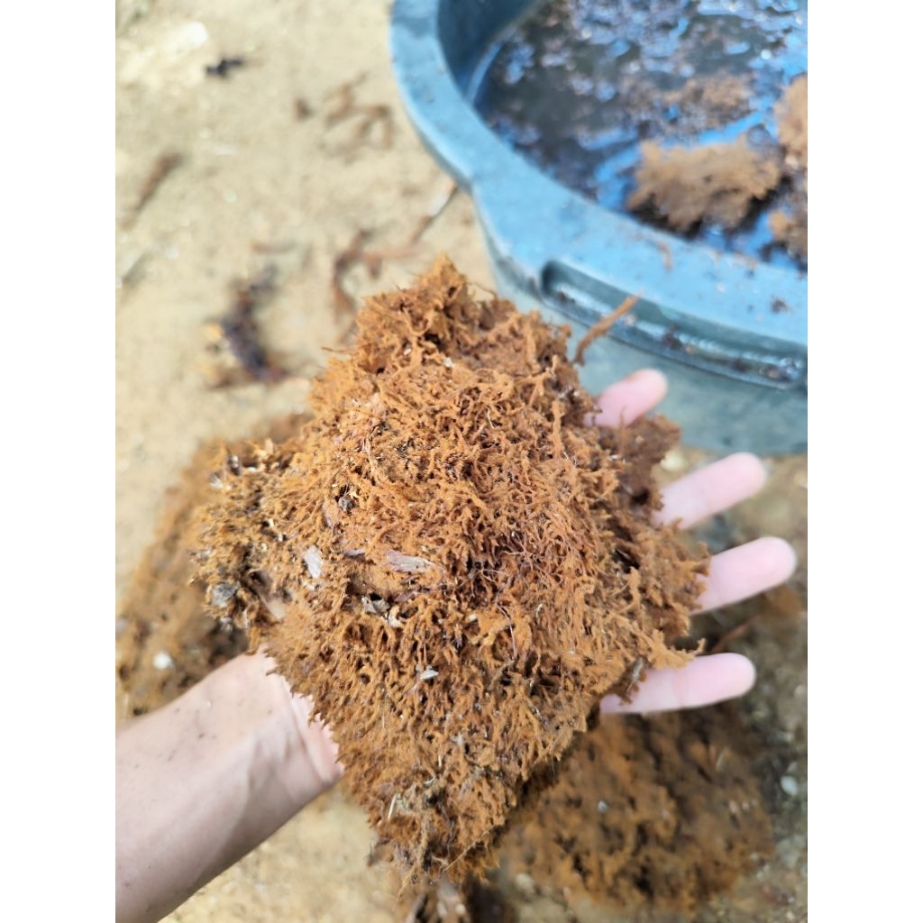 media-anggrek-dan-simbar