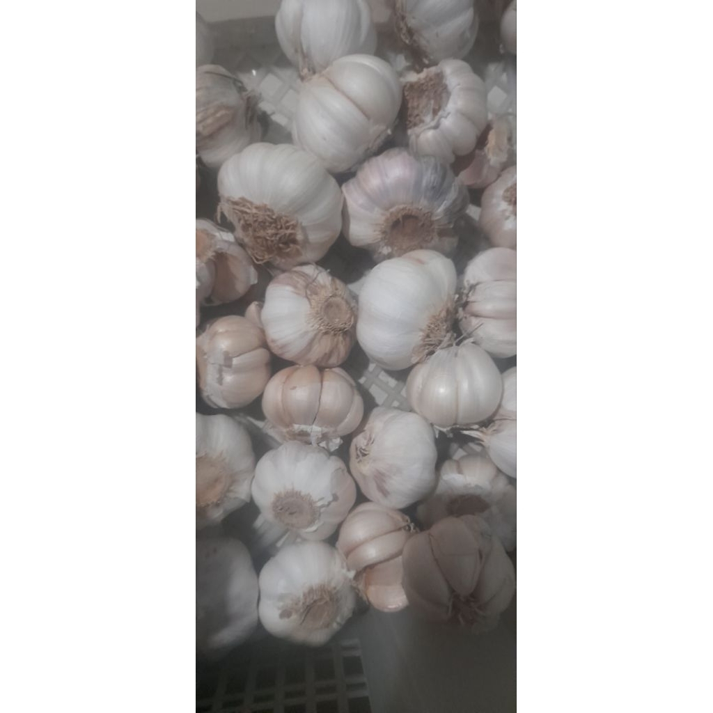 

Bawang putih sinco ukuran 1kilo murah