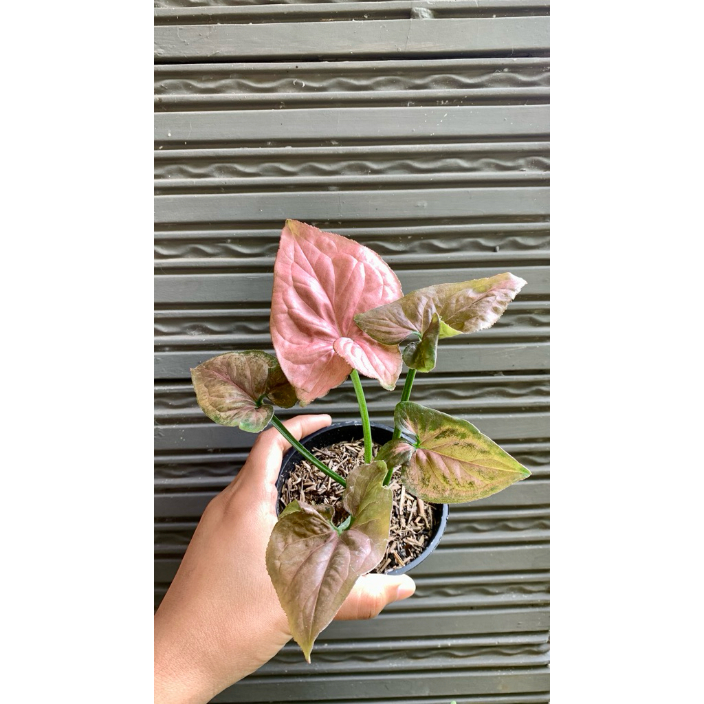 Syngonium Strawberry Pink