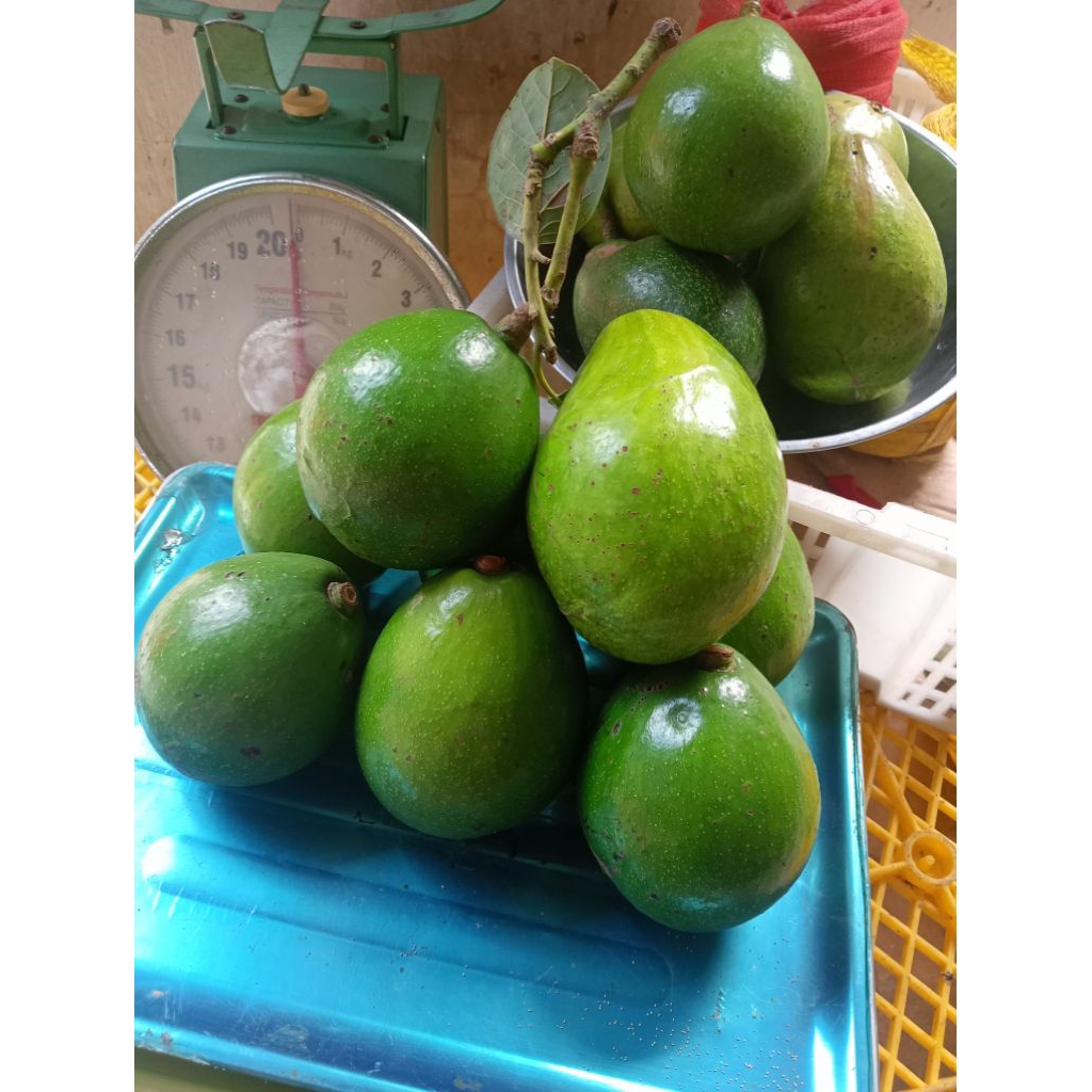 

Alpukat Miki Cipedak Depok Premium Grade A isi 3 - 4 Buah / Kg