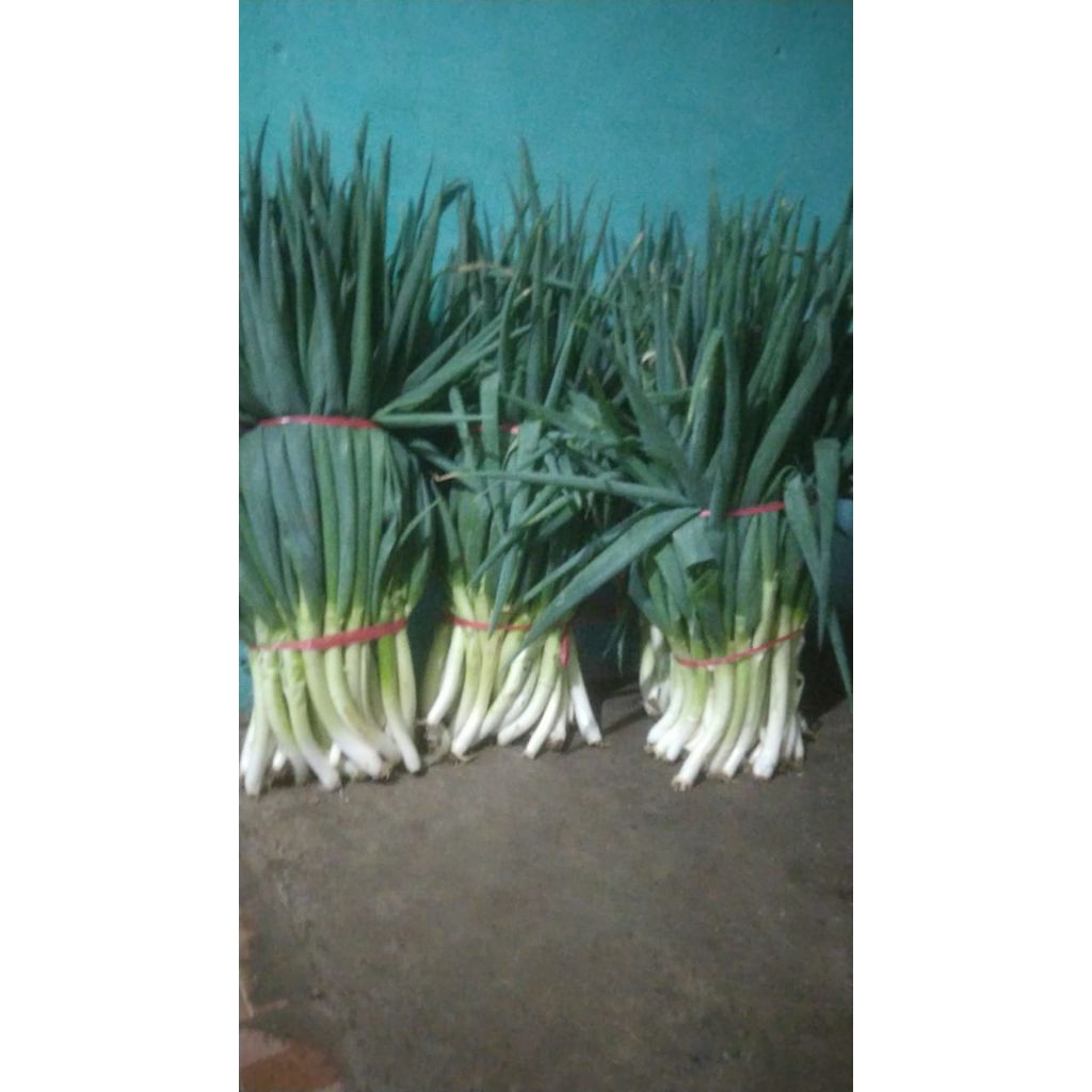 

Bawang Sayur asli dari Bromo