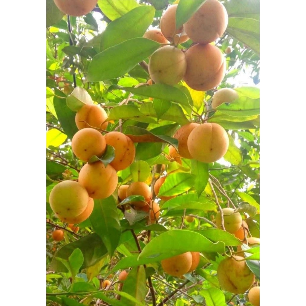 

BUAH PALA TUA SEGAR,buah pala herbal 1kg