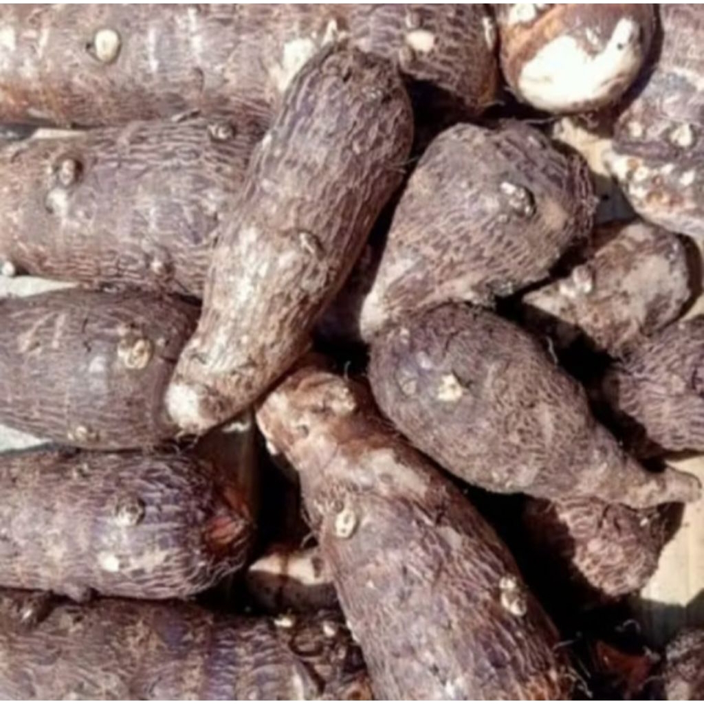 

Ubi Talas Mbote 1 Kg