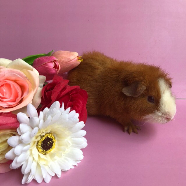Marmut Hias Guinea Pig Teddy indukan betina