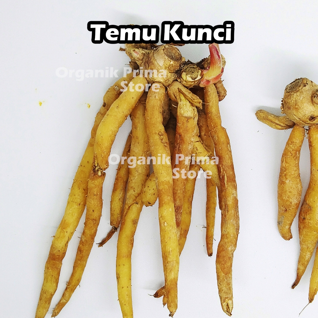 

Temu Kunci Segar 500gr Asli dan Organik