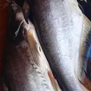 

ikan patin ( per ekor)