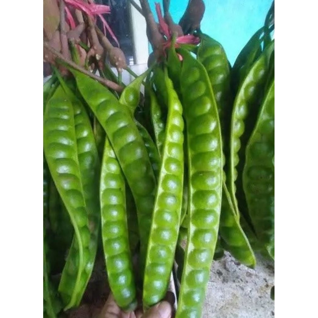 

pete padi super pilhan baru petik per 10 papan