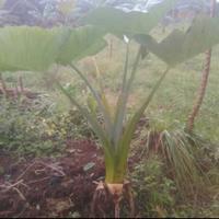 paket 100 bibit tanaman talas belitung/ talas jepang