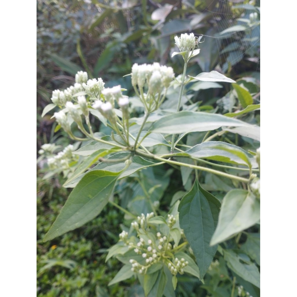 

Daun kirinyuh untuk herbal ( 1 kg )