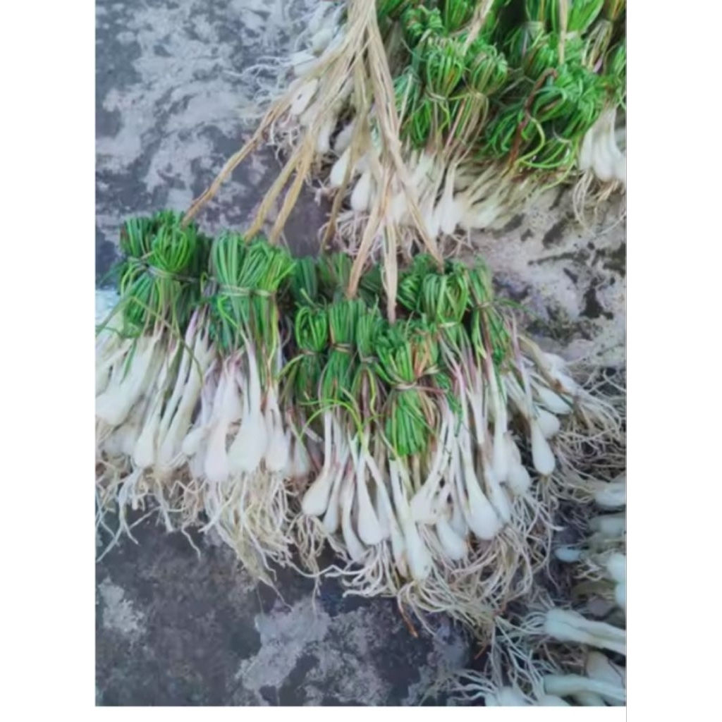 

lengkio,kucai,bawang,1000g,masihsegar