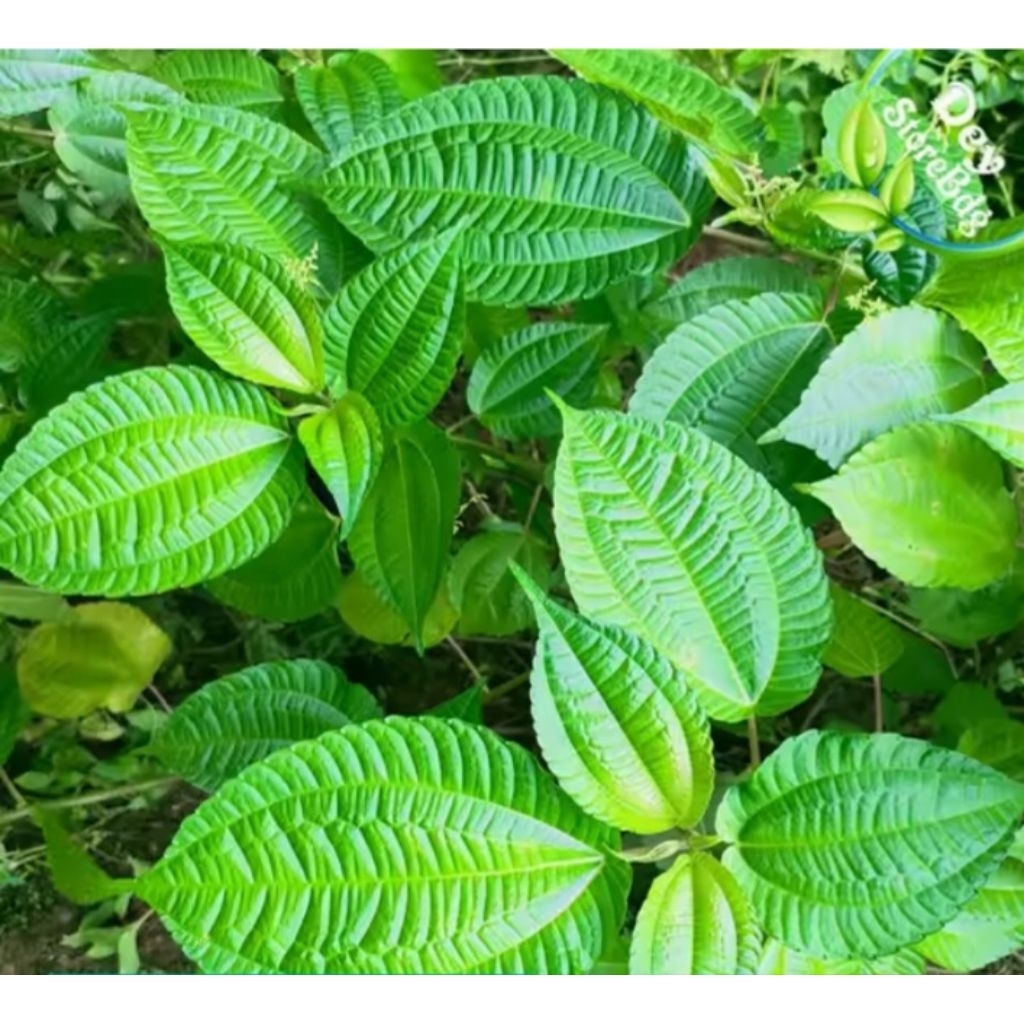 

daun,atau,pucuk,pohpohan,segar,500g