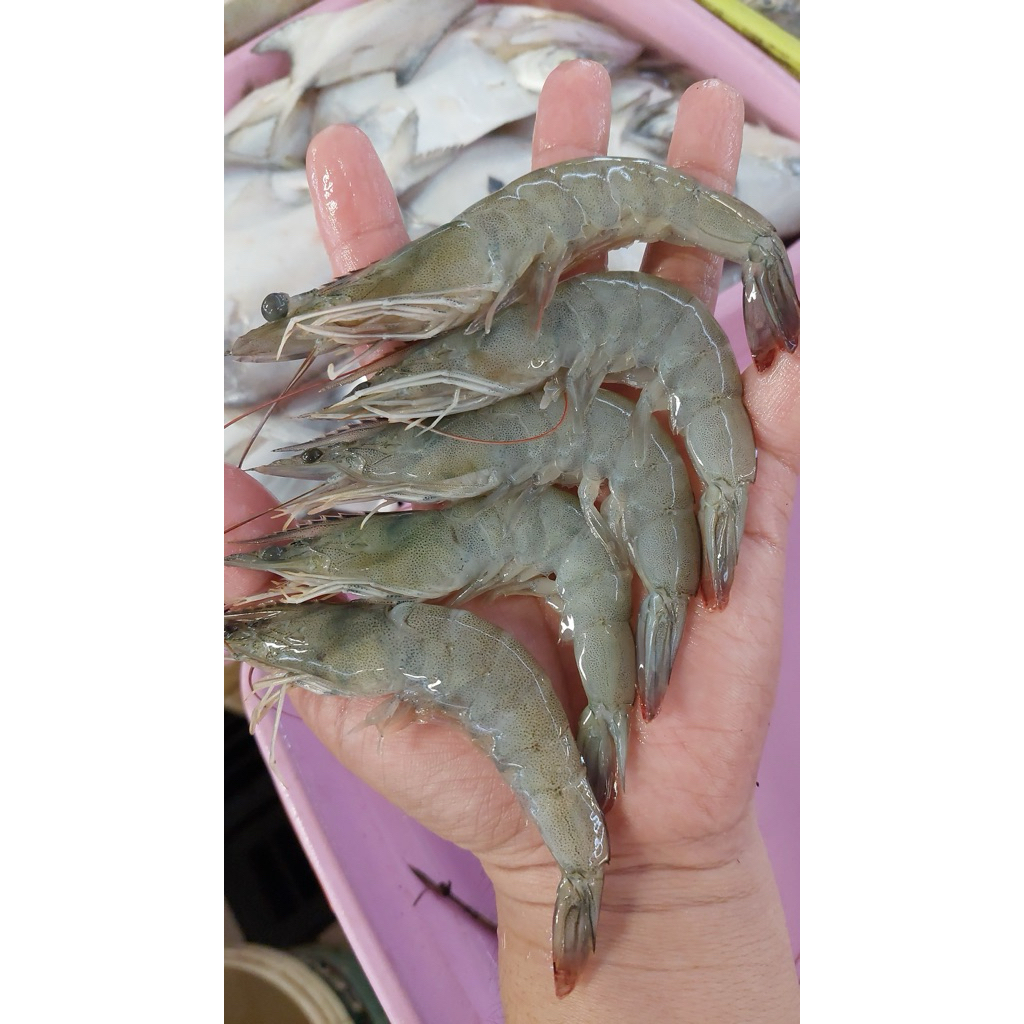 

udang fresh sedang size50 bisa dikupaskan