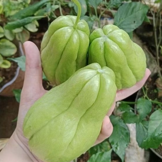 

PAKET BUDLING 2KG WALUH SIAM FRESH PREMIUM