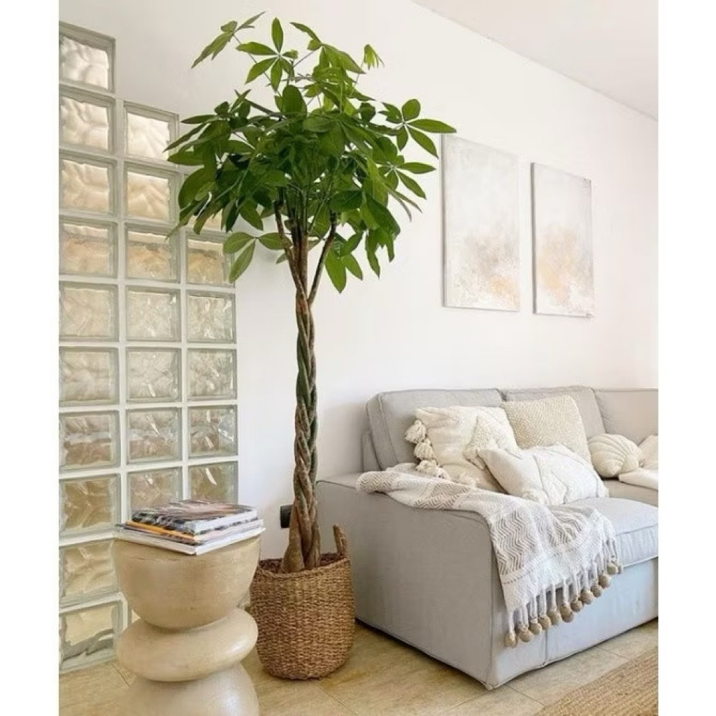 Tanaman hias pachira kepang 9 tinggi 30 cm