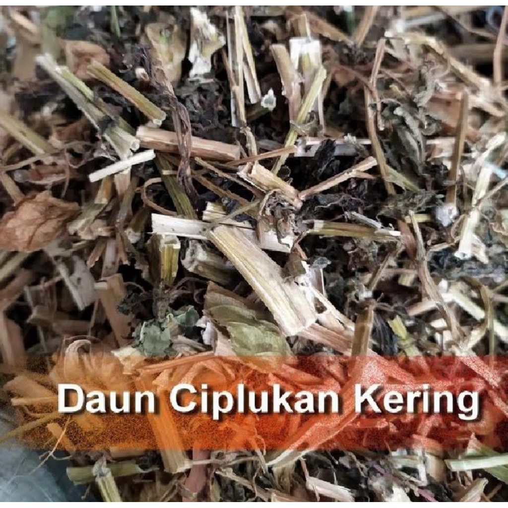 

DAUN CIPLUKAN KERING 1KG