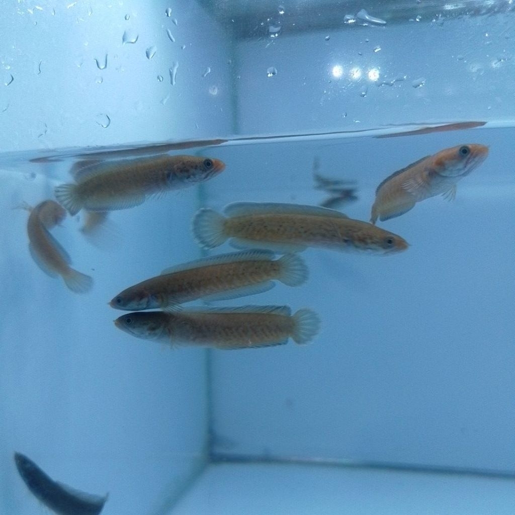 cairan exstra chana red andrao size 6cm