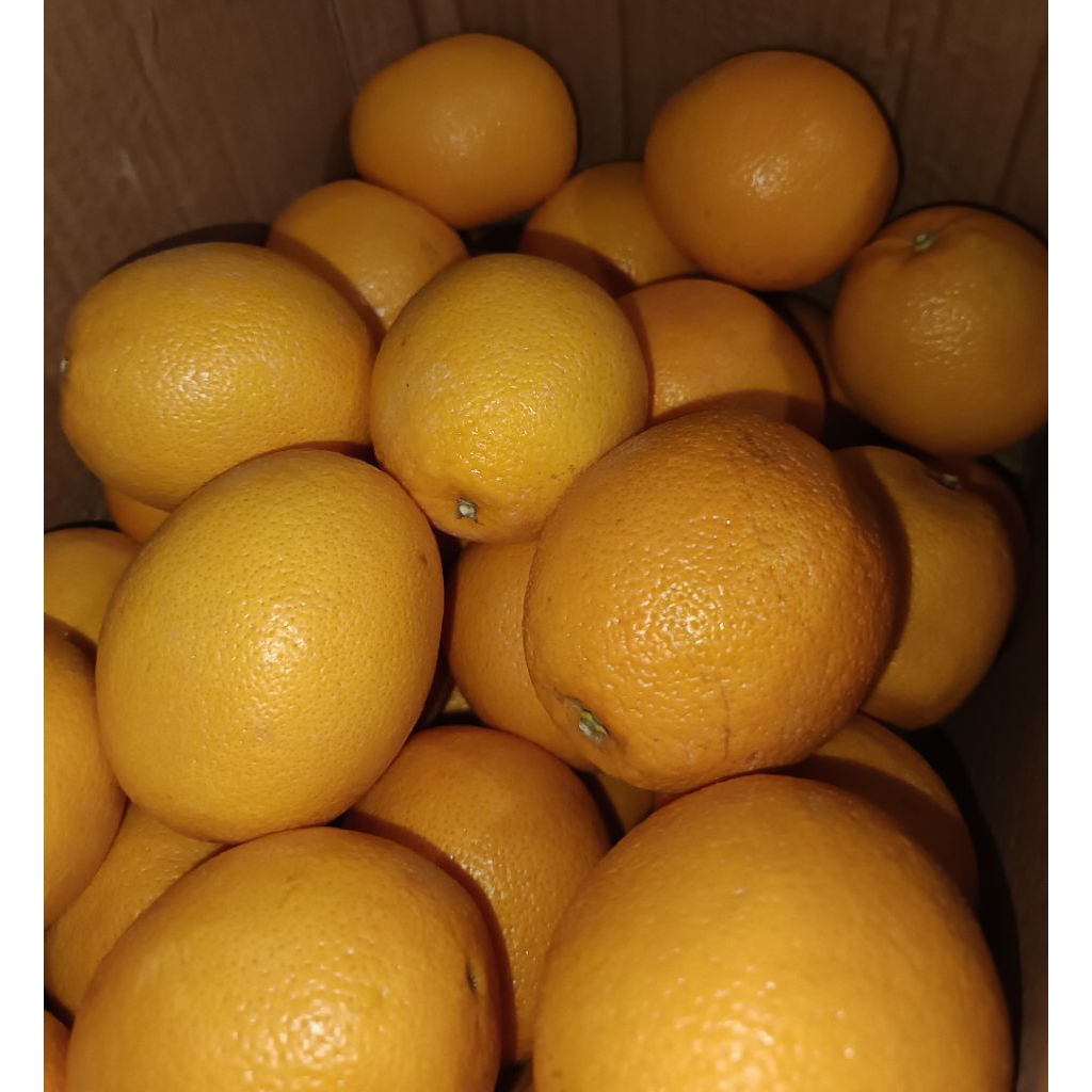 

JERUK SUNKIST NAVEL IMPORT AFRIKA