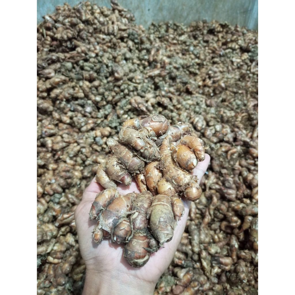 

kencur segar 10 kg Kencur Murah 10 kg kencur tua cikur seblak 10 kg