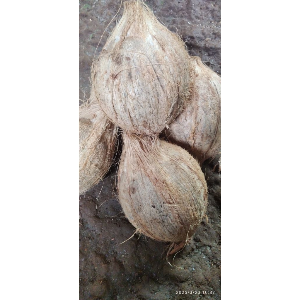 

Kelapa tua segar ukuran .c/1 pcs
