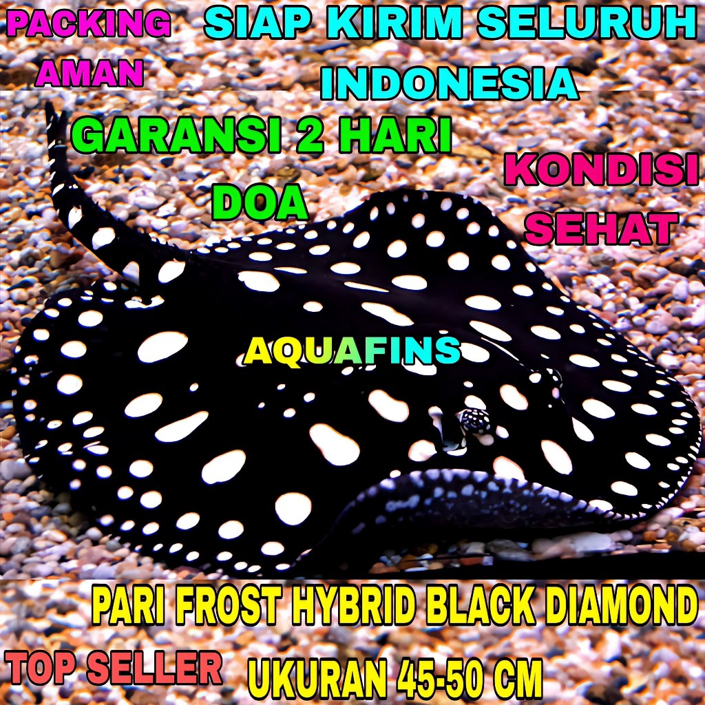 HIASAN PARI AIR TAWAR FROST BLACK DIAMOND HYBRID UKURAN 45-50 CM