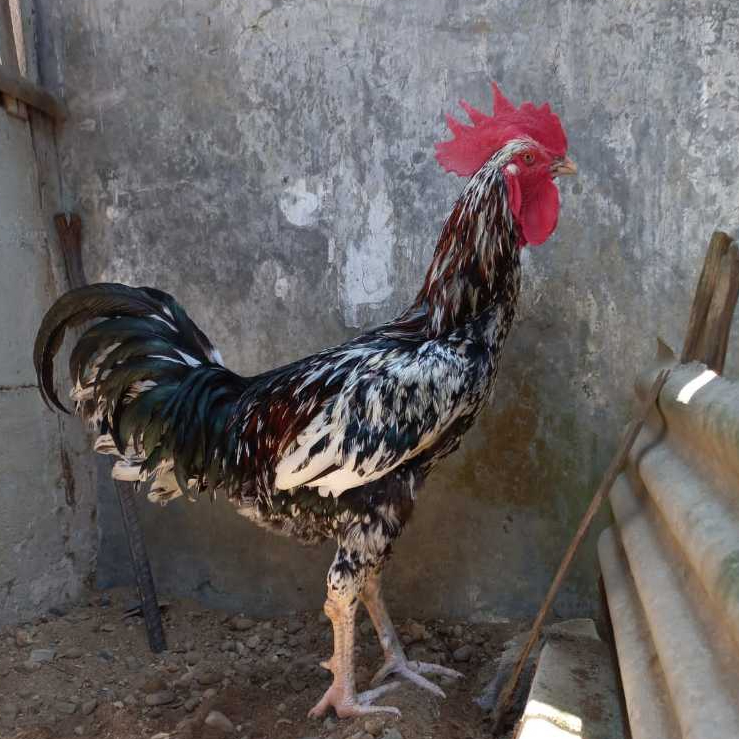 Telur Ayam Pelung Brumbun Putih Merah Untuk Ditetaskan Fertil