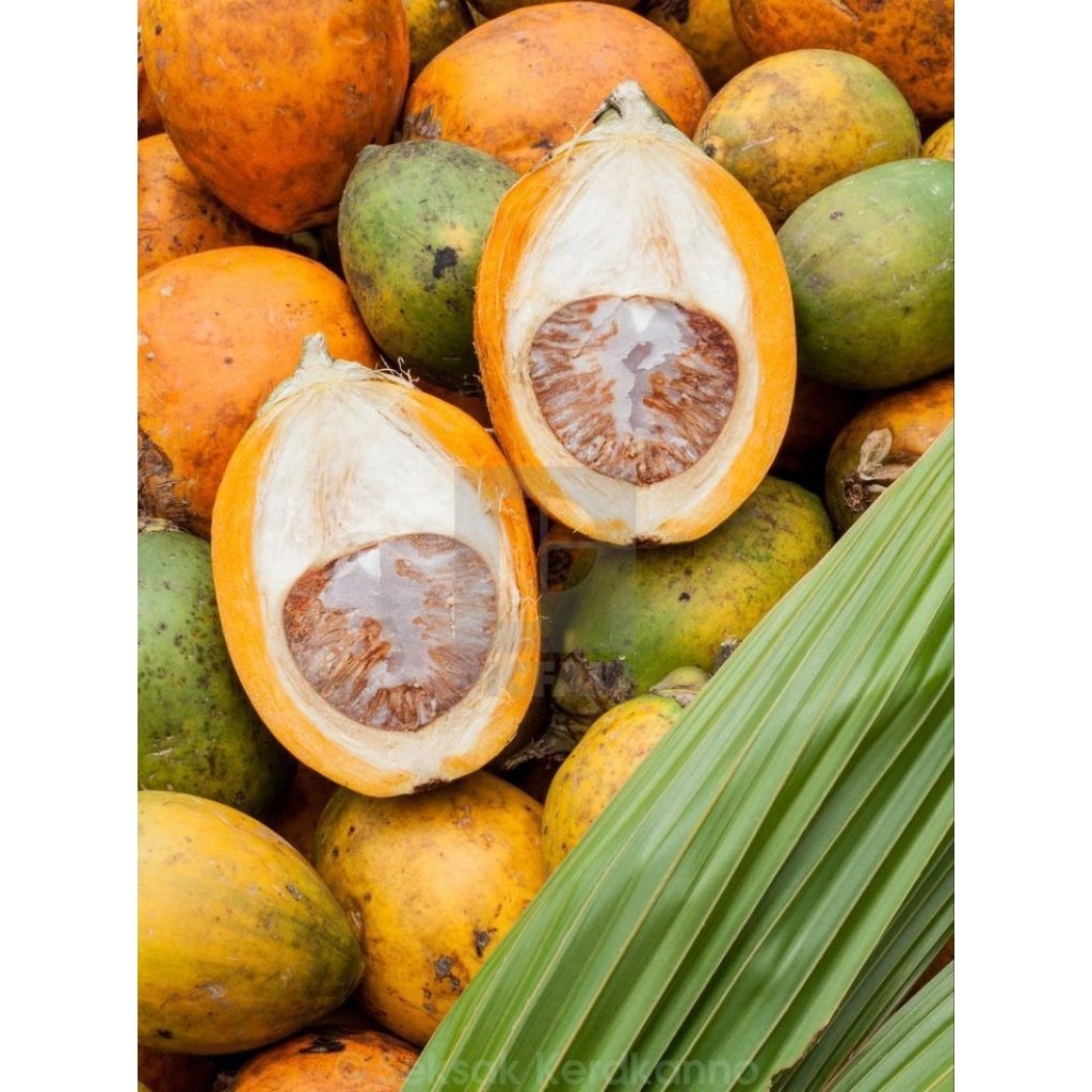 

promo/buah pinang tua asli/buah jambe kualitas bagus redy siap kirim