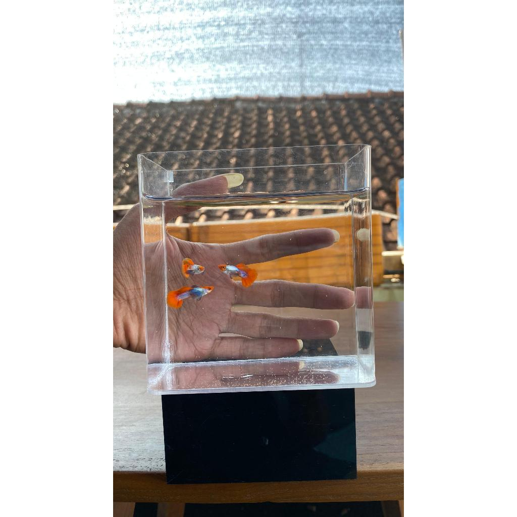 Aksesoris Aquarium Guppy PRTDE KOI