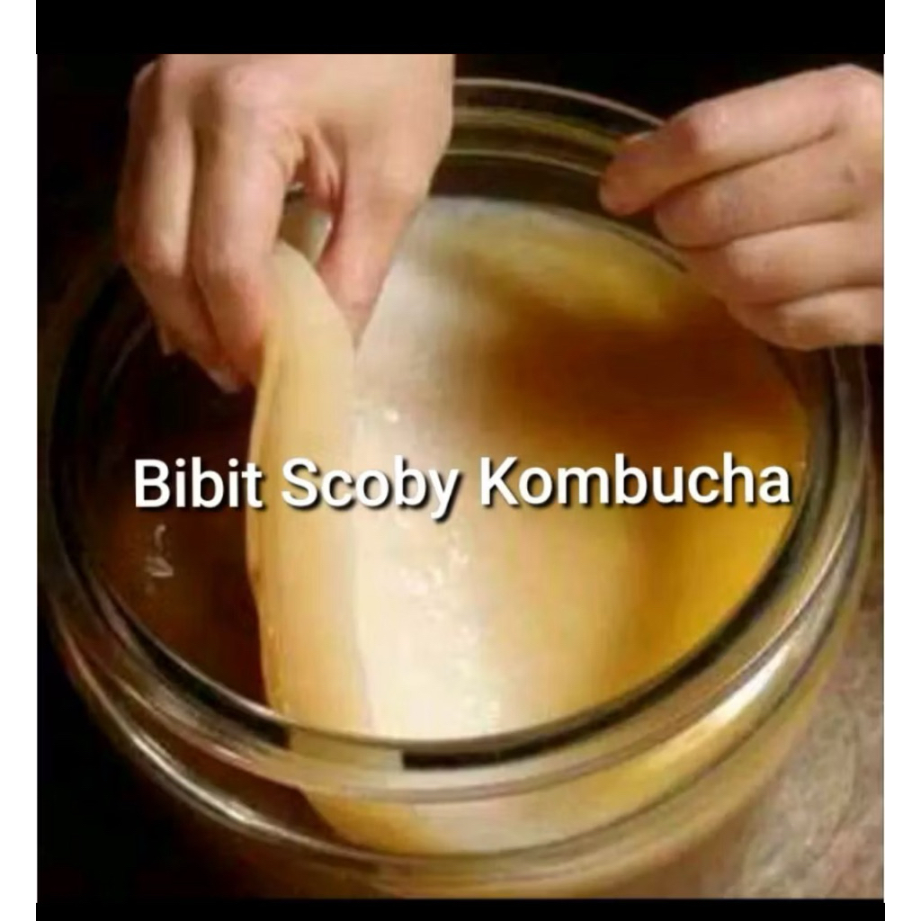 

bibit scooby kombucha