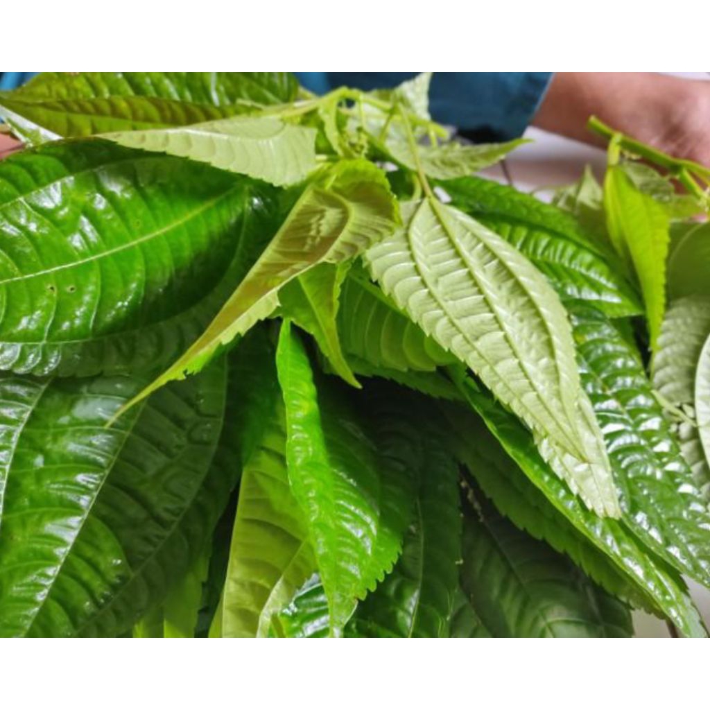 

daun pohpohan(lalapan) segar 1 kg