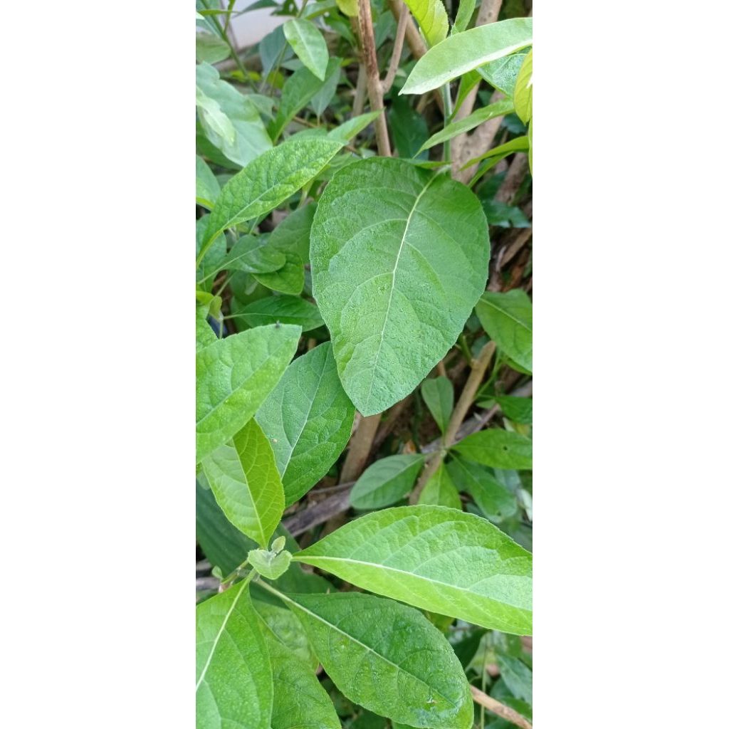 

Daun afrika Rp. 99 (5lembar) obat herbal alami, segar langsung dipetik