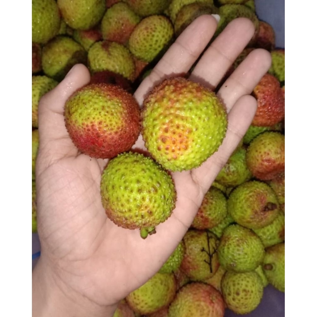 

Leci madu leci merah leci manis 500gr