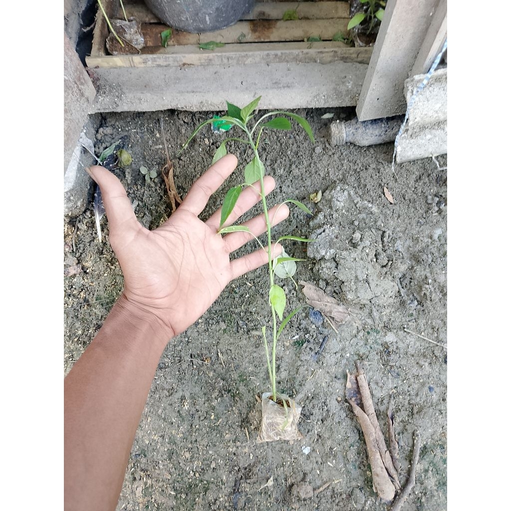 bibit cabai merah besar