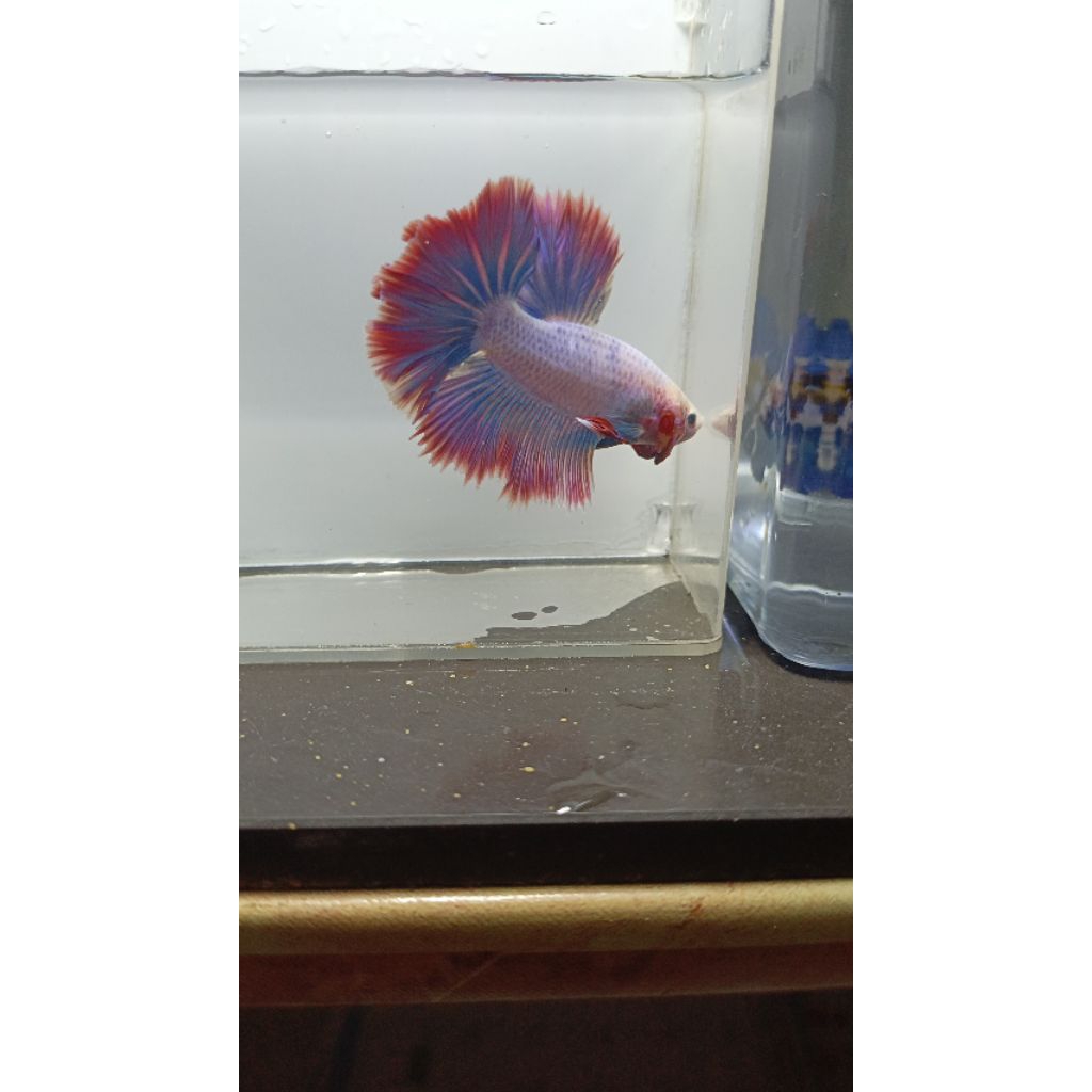 Halfmoon