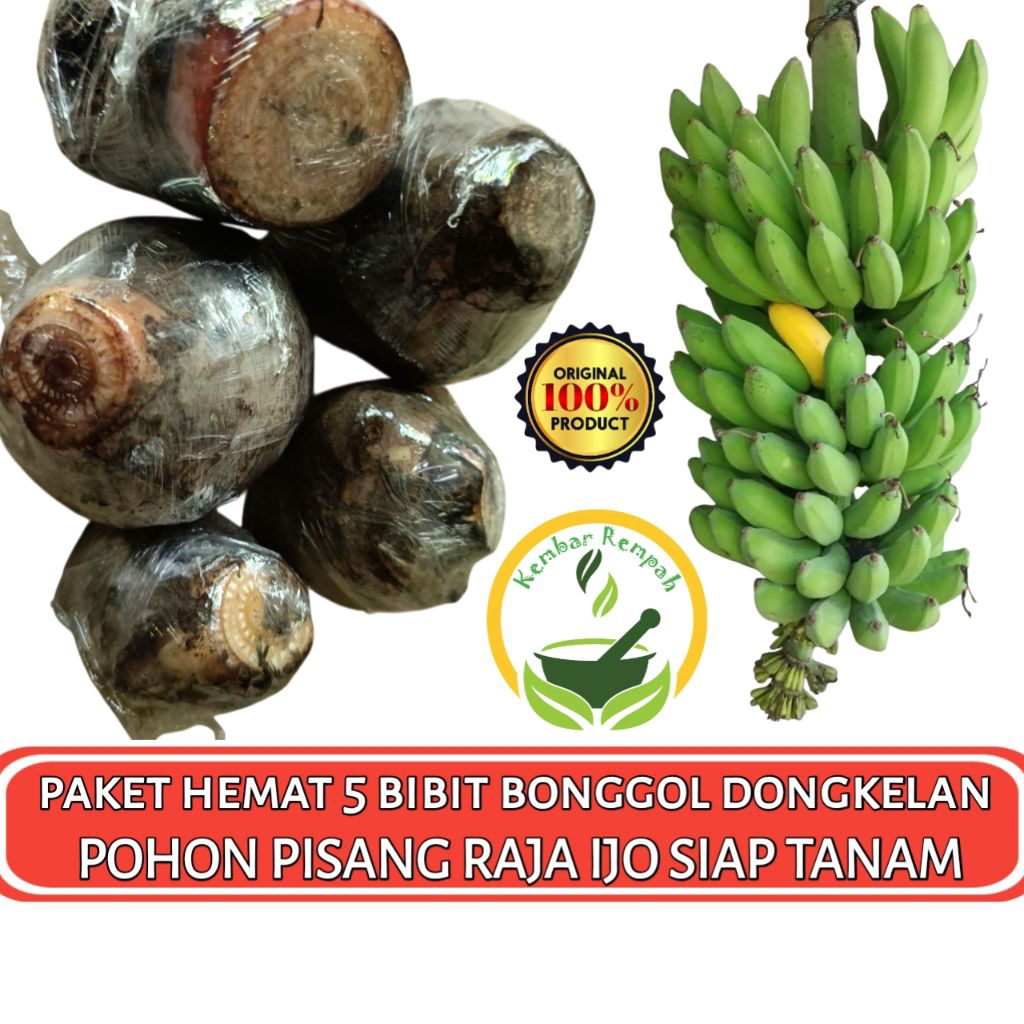 ✅GARANSI ASLI✅ PAKET HEMAT 5 BIBIT BONGGOL PISANG RAJA IJO | Dongkelan Pohon Pisang Raja Ijo Super S