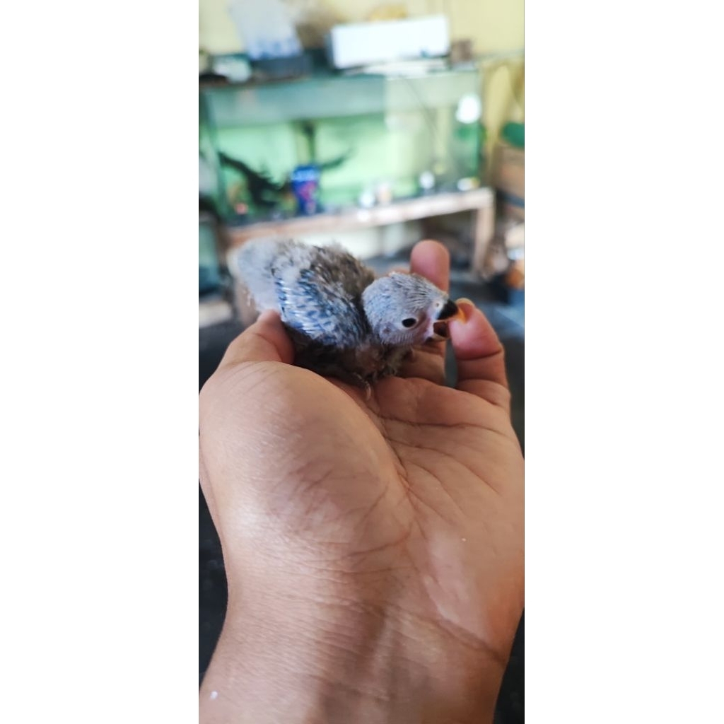 lovebird nonklep violet non opaline sehat.
