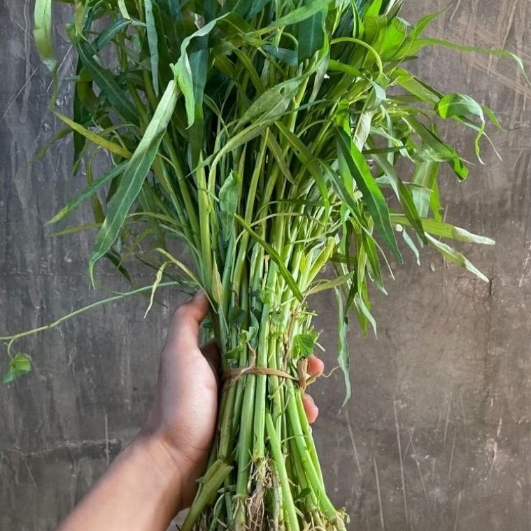

KIRIM INSTAN kangkung per ikat