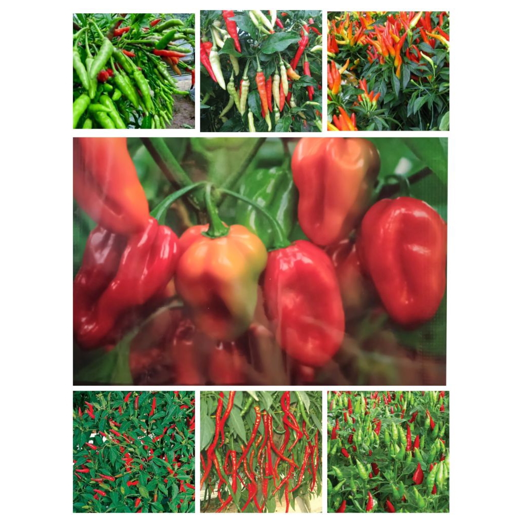 Benih Cabe Bibit Benih Biji Cabe Rawit Cabe Orion Cabe Dompolan Cabe Bara Cabe Pruntul Cabe Dompol C