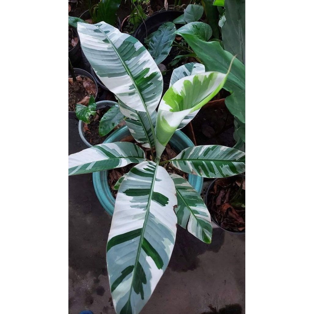Tanaman Hias Musae Pisang Variegata