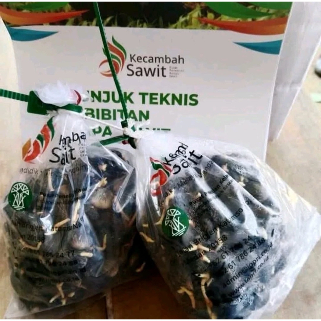 Bibit Kecambah Kelapa Sawit PPKS DxP 239 Isi 250 Butir Bersertifikat Lengkap