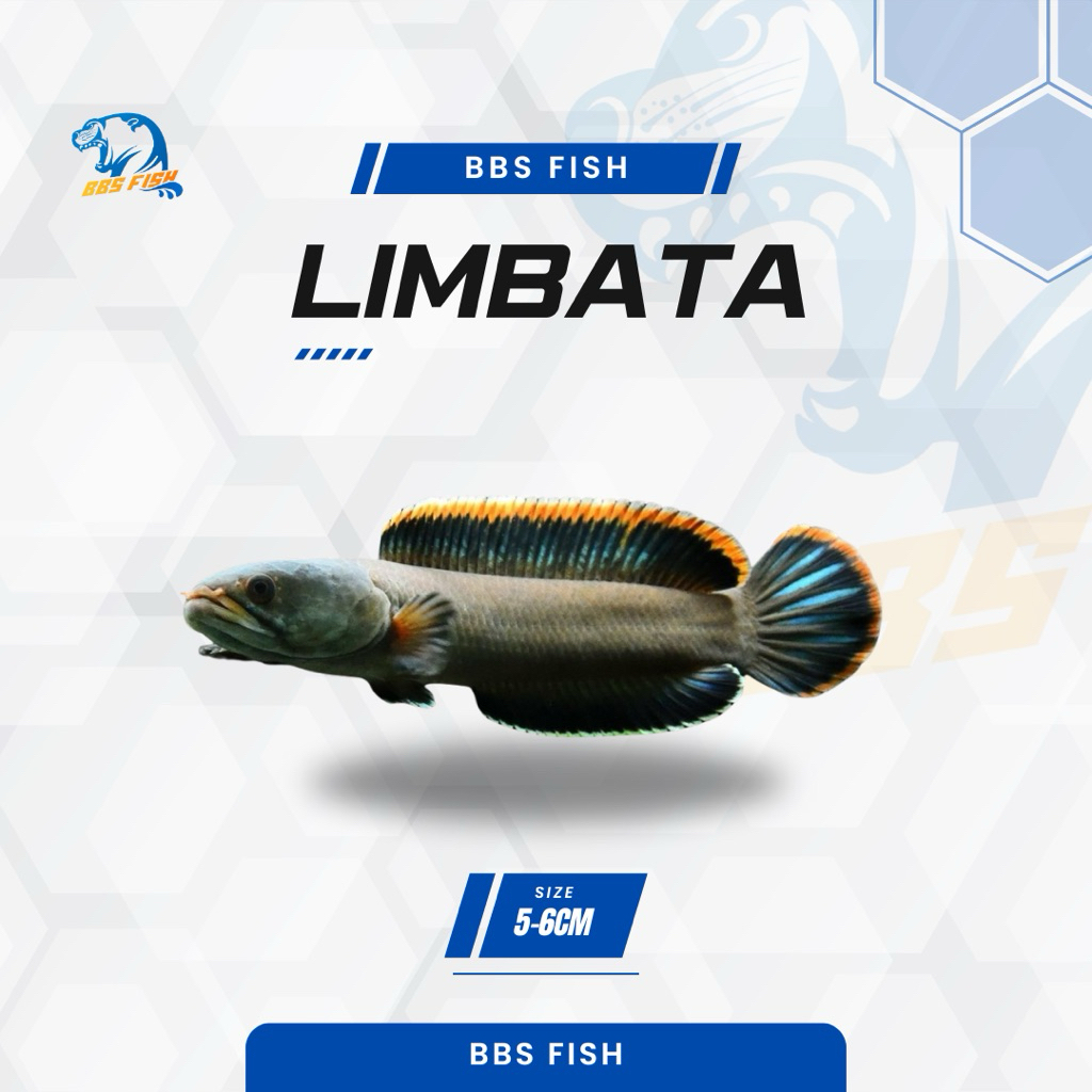 Limata Lawu Cb / full pelet / rim tebal 5-6cm free sticker instan
