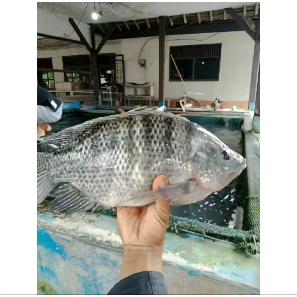 

Ikan Mujaer 1 kg