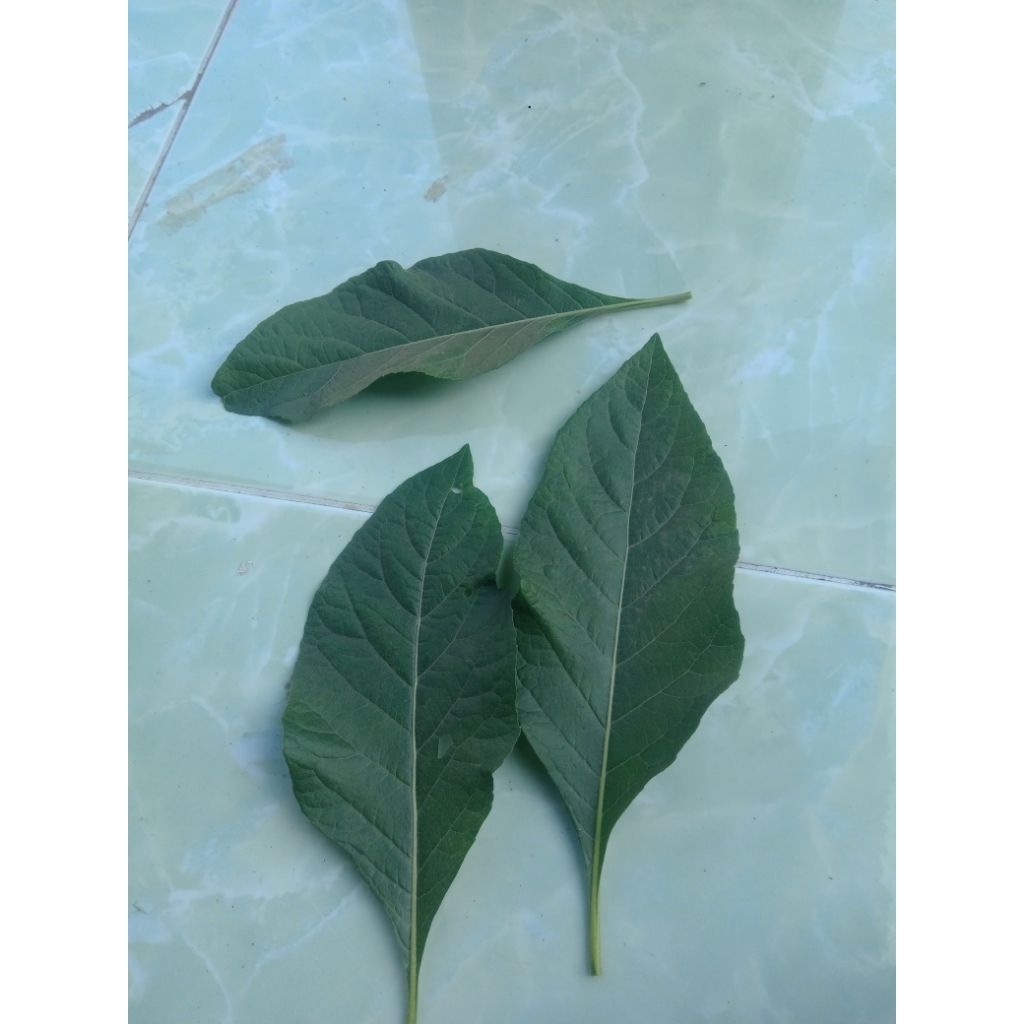 

daun buwat bikin teh