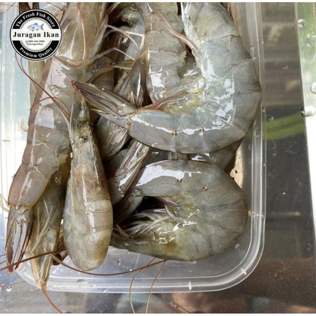 

Udang Vaname Size L 500 Gram Fresh Quality Premium