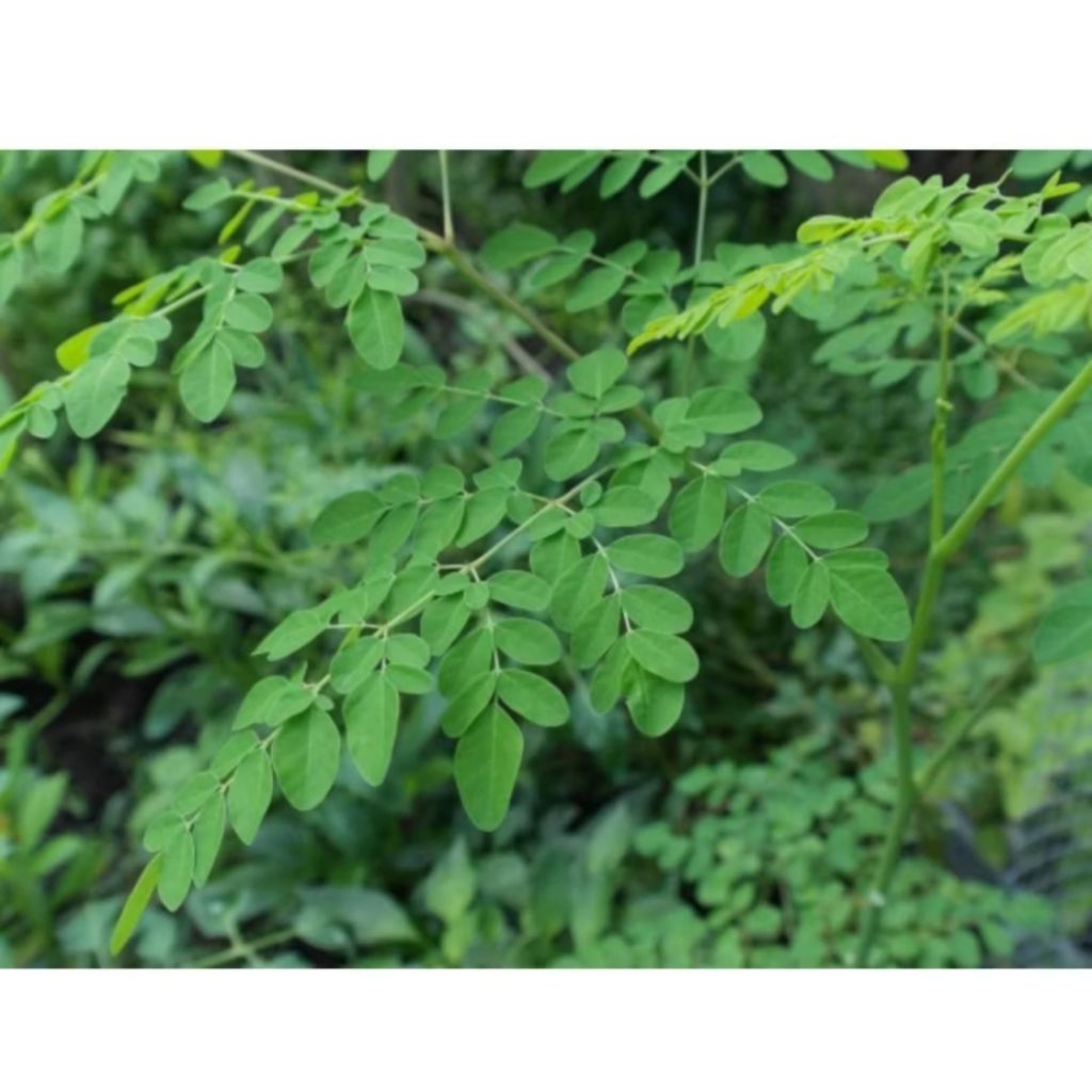 

Daun Kelor Segar 100 gram Obat herbal dipetik dadakan