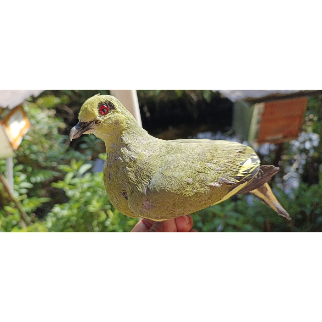 jontrot burung punai betina